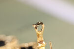 [Eternal Jewelry]CLOVER EARRINGS GOLD ONYX MOP 3 MOTIF - 图片 5